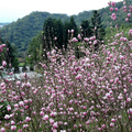 20200202  淡水楓樹湖木蘭花