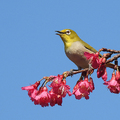 20210205 松智路 樂活公園 綠繡眼 栗背椋鳥 伯勞與寒櫻綠繡眼