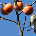 20201115 東山路 大安公園與繡眼五色鳥白頭翁吃柿子