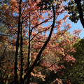 22011109 武陵農場 紫葉槭 紅楓 黃楓