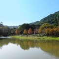 20240111 原住民主題公園落羽松