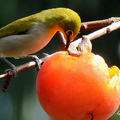 20201115 東山路 大安公園與繡眼五色鳥白頭翁吃柿子