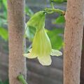 海南菜豆樹的花，2026.10.08
