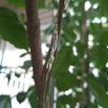 海南菜豆樹的果實，2026.10.08
