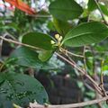 我種的桂花樹開花了，2026.10.30