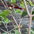 我種的桂花樹開花了，2026.10.30
