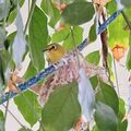 親鳥在餵食，在照顧幼鳥，2026.07.09
