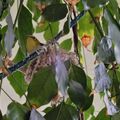 親鳥在餵食，在照顧幼鳥，2026.07.09