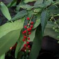 數珠珊瑚的紅色果實，2026.09.23