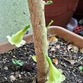 植物筆記，海南菜豆樹的花，2026.09.05