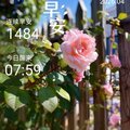 早安打卡圖，2026.04.09，事能知足人常樂，人到無求品自高