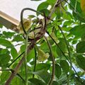 海南菜豆樹的花，長條物是他的果實，綠色代表還沒成熟，成熟會變咖啡色，2026.10.21