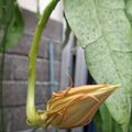 曇花的花苞，2026.09.28