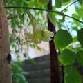 海南菜豆樹的花，2026.10.19
