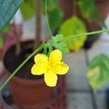 山苦瓜的花，今天又開了一朵，2026.08.19
