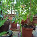我種的辣椒開花了，昨天還是花苞，2026.08.19
