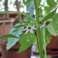 我種的辣椒開花了，昨天還是花苞，2026.08.19
