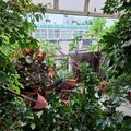 植物筆記，2026.10.24，颱風過後