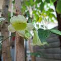 海南菜豆樹的花，2026.10.07
