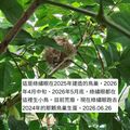 綠繡眼觀察記錄，2026.06.26