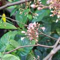 我的花園，植物生長記錄，楊桃的花，2026.06.21
