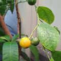 我的花園，植物生長記錄，金桔（今天黃了一顆，昨天還是綠的），2026.06.21
