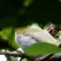 剛長大有飛行能力的綠繡眼幼鳥，2026.06.13