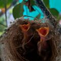 綠繡眼幼鳥，2026.07.10