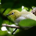 剛長大有飛行能力的綠繡眼幼鳥，2026.06.13
