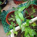 這是櫻花樹幼苗，從櫻花樹的櫻花果的果核開始種的，旁邊保麗龍盒子裡種的是地瓜葉。2026.08.18

