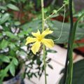 山苦瓜的花，2026.08.18
