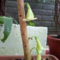 海南菜豆樹的花，昨天這一排還都是花苞，今天全開了，2026.10.22