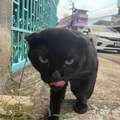 這是黑貓，在泰國