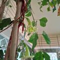 海南菜豆樹的花，2026.09.22