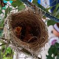 四隻綠繡眼幼鳥，2026.07.07（照片拍得不清楚，有四隻幼鳥）

