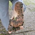 沾上泥土的腳最健康最乾淨，泥土很容易洗掉。
