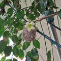 這是海南菜豆樹（進財樹）的花，2026.08.12
