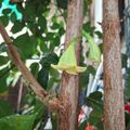 海南菜豆樹的花，2026.09.15