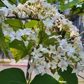 四月是油桐花的季節