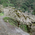 梅花大道