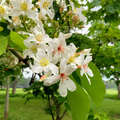 油桐花開