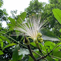 在台灣，這種樹稱美國土豆；在美國，人們稱它為發財樹，種在室內供觀賞兼討個吉利，既然種在室內，自然未曾見過其開花，這次終於弄明白了。