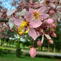 花旗木又名 三月櫻花，桃紅陣雨樹，絨果決明，也有人叫泰國的櫻花，