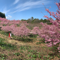 福壽山千櫻園