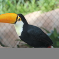 tucan