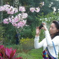 全家人到大溪慈湖附近，「花開了」花坊咖啡屋，
女兒拿著她的新SONY相機，對著開滿枝頭的櫻花，拍得很入神。
清麗脫俗的樣子，我很喜歡。