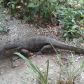 Monitor Lizard