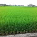 日南幸福里靠近山柑一帶的稻田