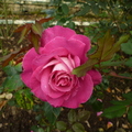 2012官邸玫瑰