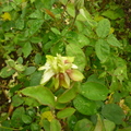 綠玫瑰(Green Rose):約1845年